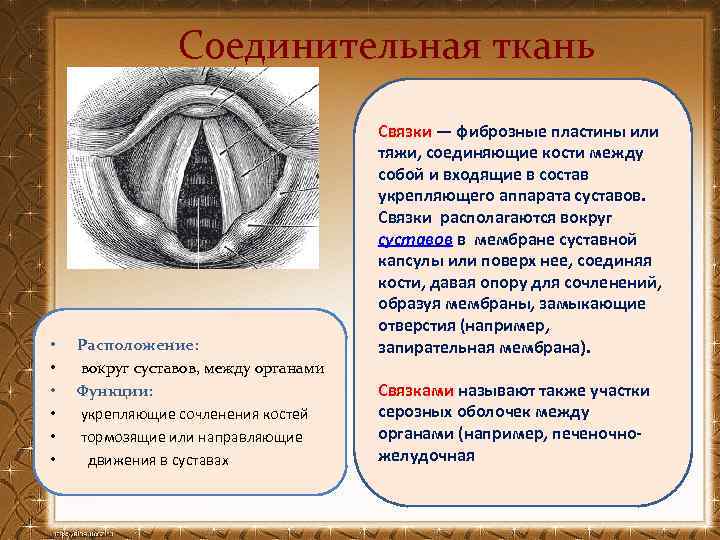 Соединительная ткань • • • Расположение: вокруг суставов, между органами Функции: укрепляющие сочленения костей