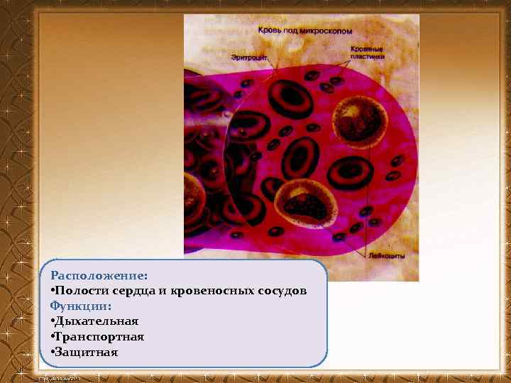 Расположение: • Полости сердца и кровеносных сосудов Функции: • Дыхательная • Транспортная • Защитная