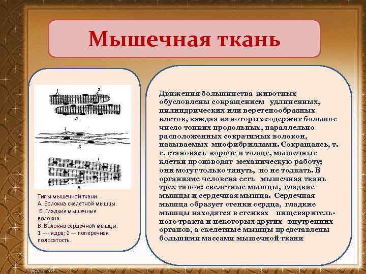 Мышечная ткань Типы мышечной ткани. А. Волокна скелетной мышцы. Б. Гладкие мышечные волокна. В.