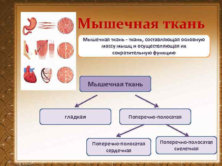 Мышечная ткань - ткань, составляющая основную массу мышц и осуществляющая их сократительную функцию Мышечная