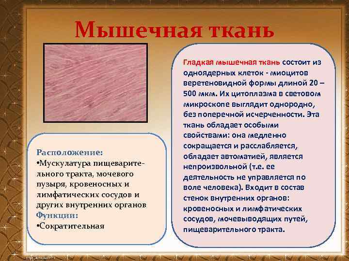 Мышечная ткань Расположение: • Мускулатура пищеварительного тракта, мочевого пузыря, кровеносных и лимфатических сосудов и