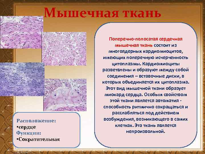 Мышечная ткань Расположение: • сердце Функции: • Сократительная Поперечно-полосатая сердечная мышечная ткань состоит из