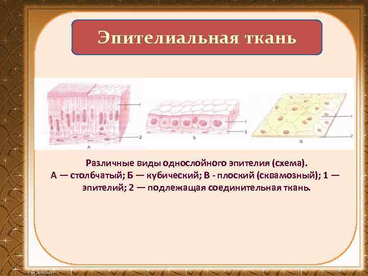 Эпителиальная ткань Различные виды однослойного эпителия (схема). А — столбчатый; Б — кубический; В