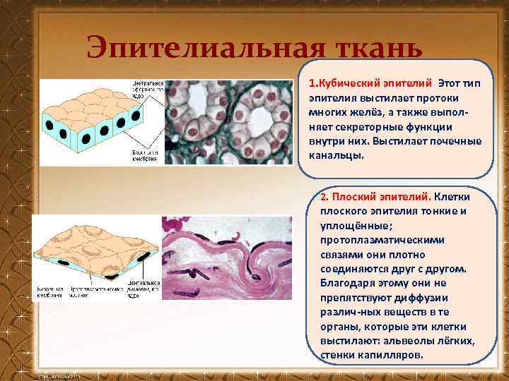 Эпителиальная ткань 1. Кубический эпителий. Этот тип эпителия выстилает протоки многих желёз, а также