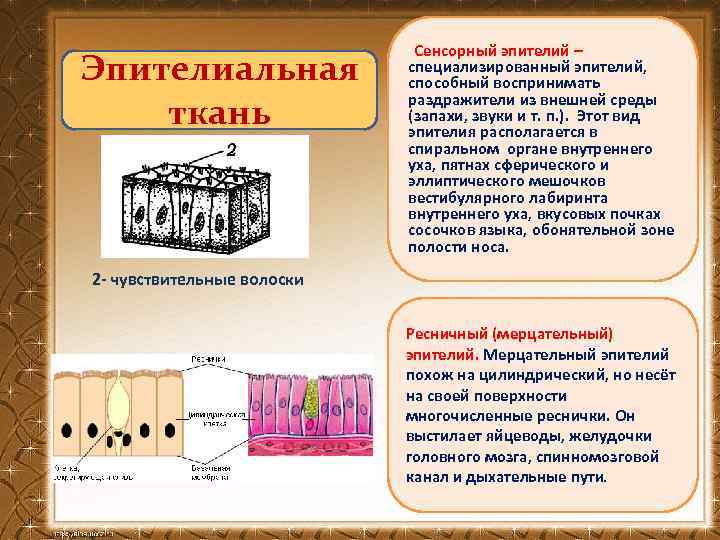 Эпителиальная ткань Сенсорный эпителий – специализированный эпителий, способный воспринимать раздражители из внешней среды (запахи,