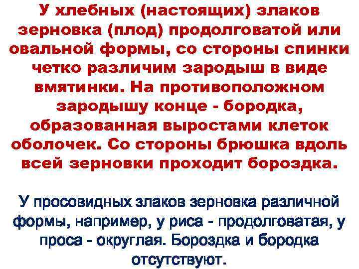 У хлебных (настоящих) злаков зерновка (плод) продолговатой или овальной формы, со стороны спинки четко