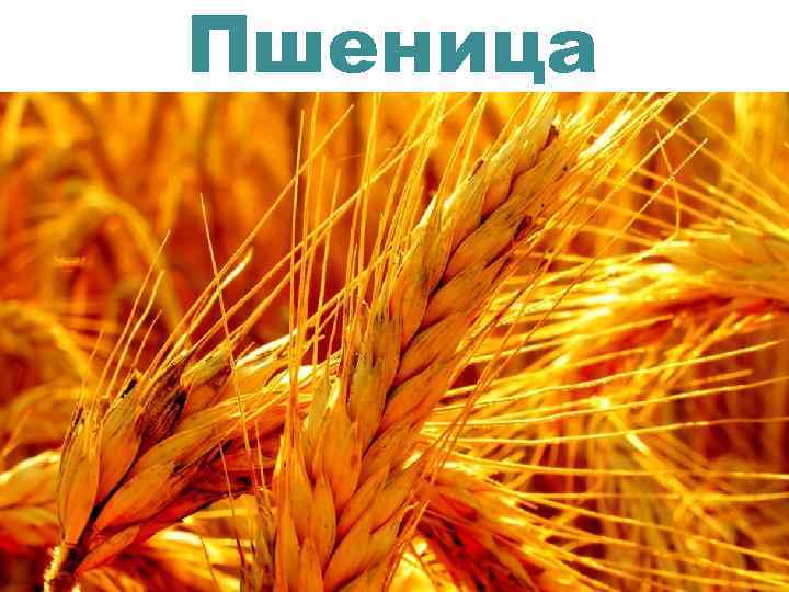 Пшеница 