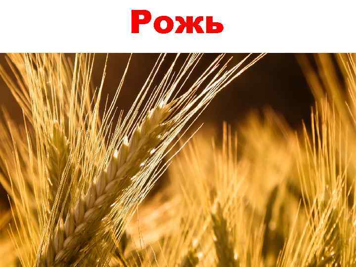 Рожь 