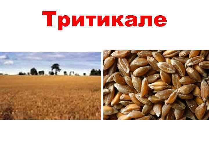 Тритикале 