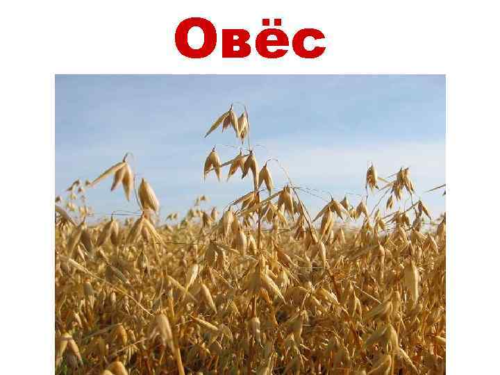 Овёс 