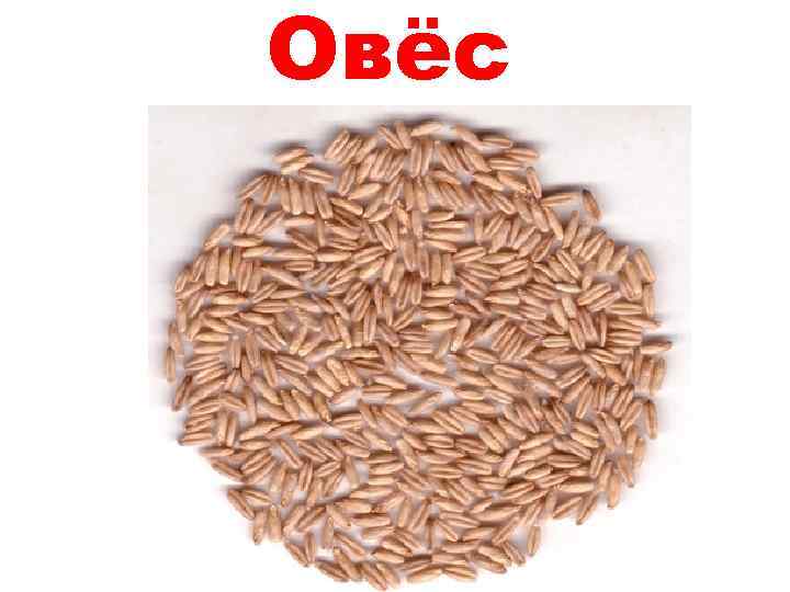 Овёс 