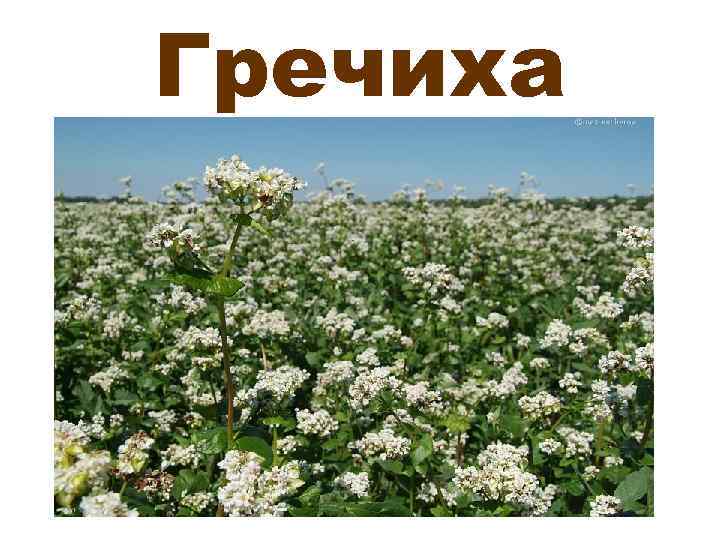 Гречиха 