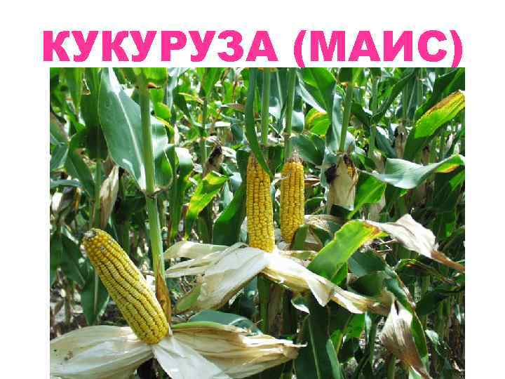 КУКУРУЗА (МАИС) 