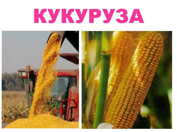 КУКУРУЗА 