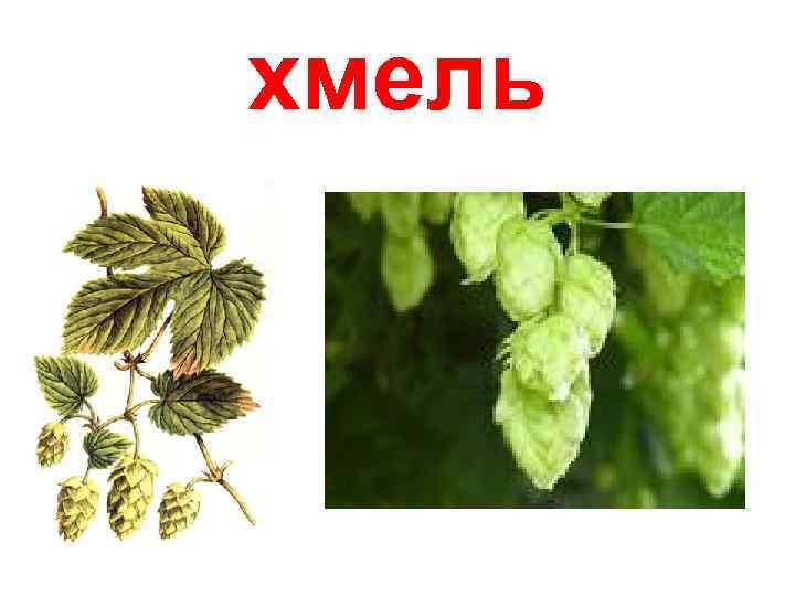 хмель 