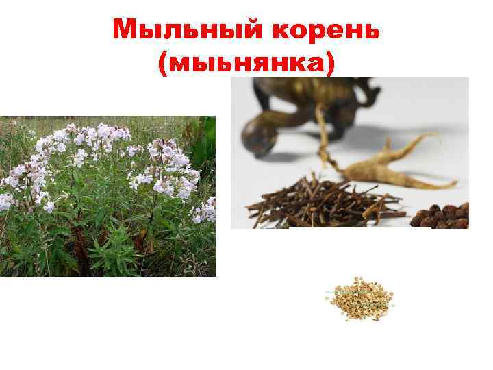 Мыльный корень (мыьнянка) 