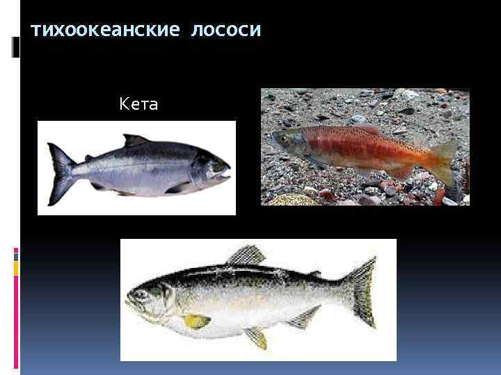 тихоокеанские лососи Кета нерка 