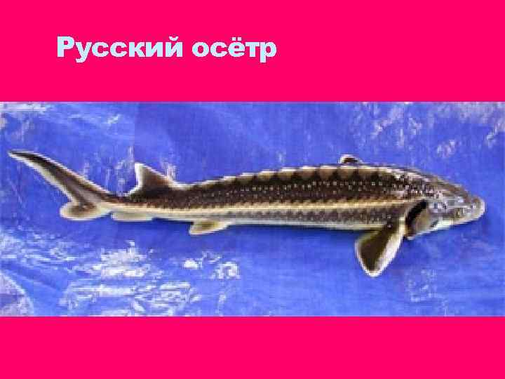 Русский осётр 