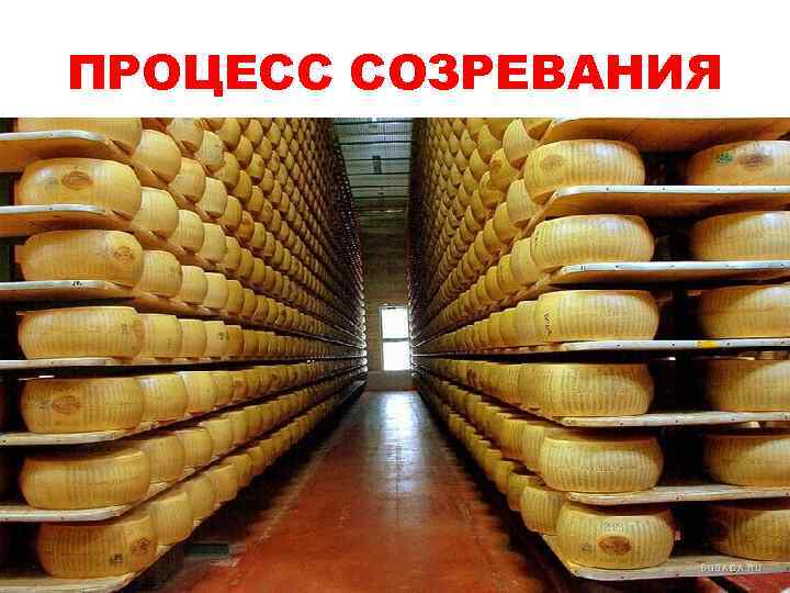 ПРОЦЕСС СОЗРЕВАНИЯ 