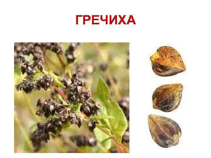 ГРЕЧИХА 