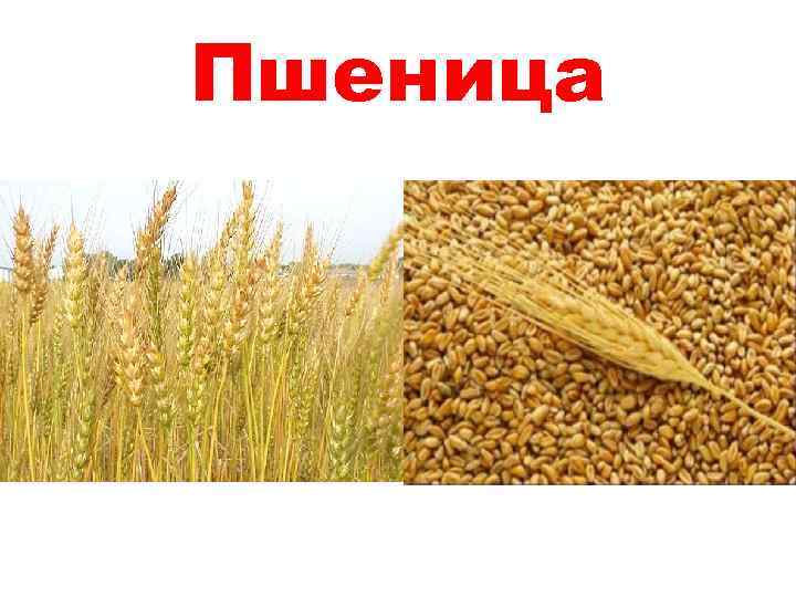Пшеница 