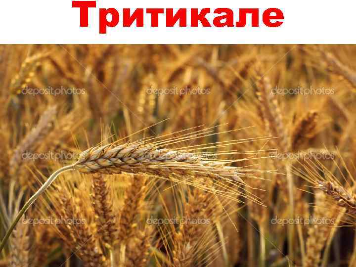 Тритикале 