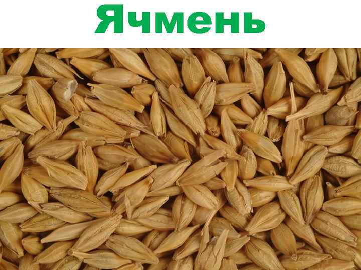 Ячмень 