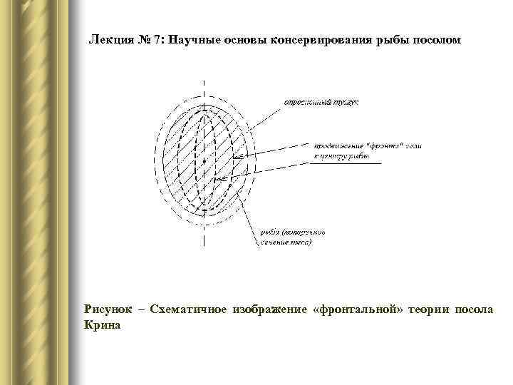 Лекция № 7: Научные основы консервирования рыбы посолом Рисунок – Схематичное изображение «фронтальной» теории