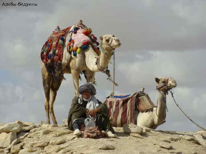 Арабы-бедуины 