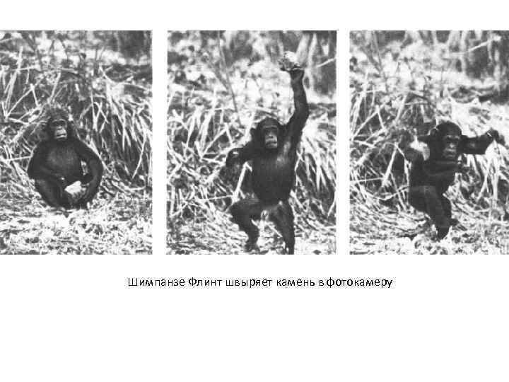 Шимпанзе Флинт швыряет камень в фотокамеру 
