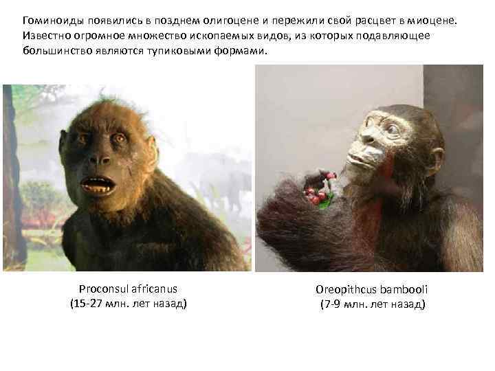 Гоминоиды появились в позднем олигоцене и пережили свой расцвет в миоцене. Известно огромное множество