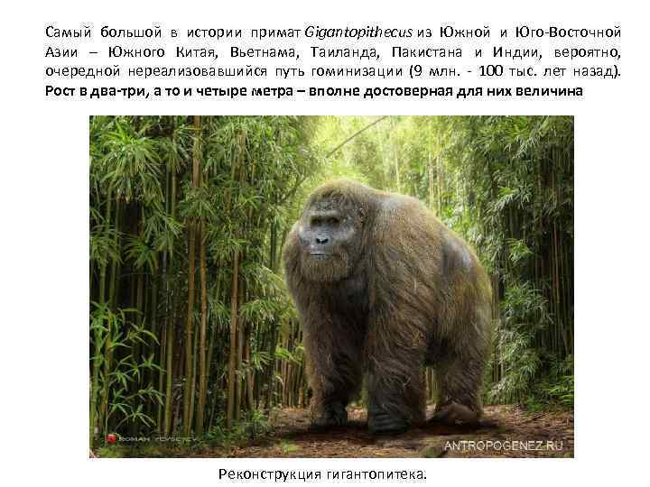 Самый большой в истории примат Gigantopithecus из Южной и Юго-Восточной Азии – Южного Китая,