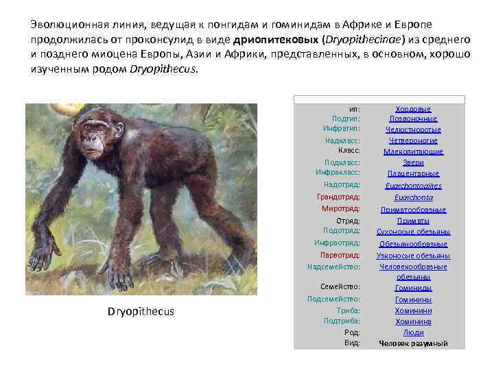 Эволюционная линия, ведущая к понгидам и гоминидам в Африке и Европе продолжилась от проконсулид