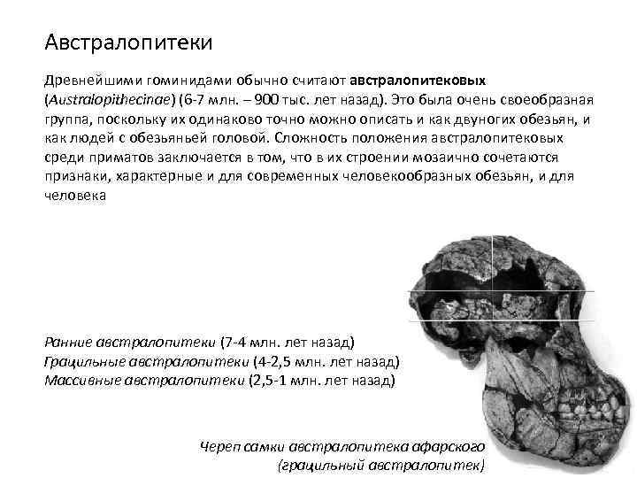 Австралопитеки Древнейшими гоминидами обычно считают австралопитековых (Australopithecinae) (6 -7 млн. – 900 тыс. лет