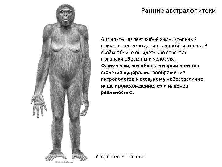 Ранние австралопитеки Ардипитек являет собой замечательный пример подтверждения научной гипотезы. В своём облике он