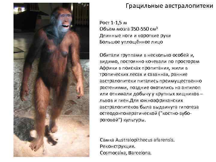 Грацильные австралопитеки Рост 1 -1, 5 м Объем мозга 350 -550 см 3 Длинные