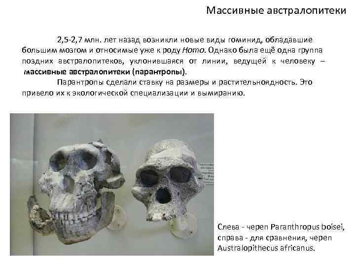 Массивные австралопитеки 2, 5 -2, 7 млн. лет назад возникли новые виды гоминид, обладавшие