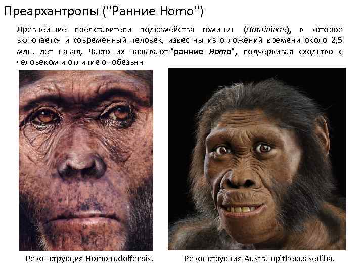 Преархантропы ("Ранние Homo") Древнейшие представители подсемейства гоминин (Homininae), в которое включается и современный человек,