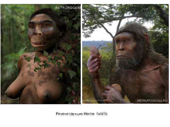 Реконструкция Homo habilis 
