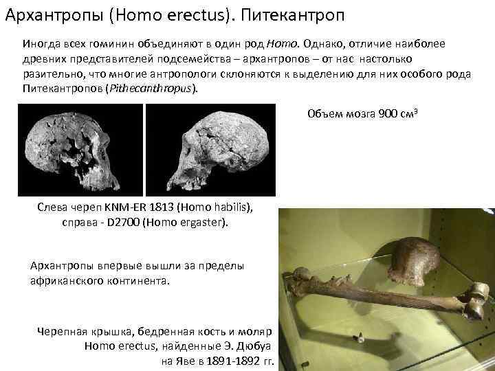 Архантропы (Homo erectus). Питекантроп Иногда всех гоминин объединяют в один род Homo. Однако, отличие
