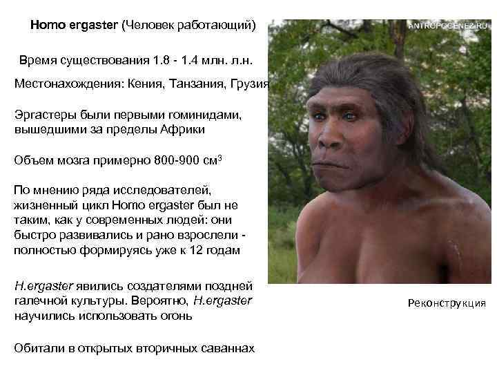Homo ergaster (Человек работающий) Время существования 1. 8 - 1. 4 млн. л. н.