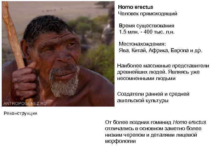 Homo erectus Человек прямоходящий Время существования 1. 5 млн. - 400 тыс. л. н.