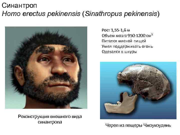 Синантроп Homo erectus pekinensis (Sinathropus pekinensis) Рост 1, 55 -1, 6 м Объем мозга
