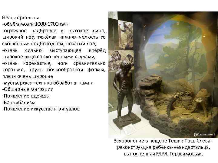 Неандертальцы: -объём мозга 1000 -1700 см 3, -огромное надбровье и высокое лицо, широкий нос,