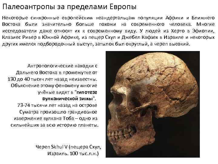 Палеоантропы за пределами Европы Некоторые синхронные европейским неандертальцам популяции Африки и Ближнего Востока были