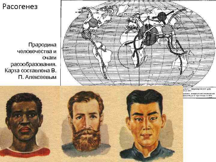 Расогенез Прародина человечества и очаги расообразования. Карта составлена В. П. Алексеевым 
