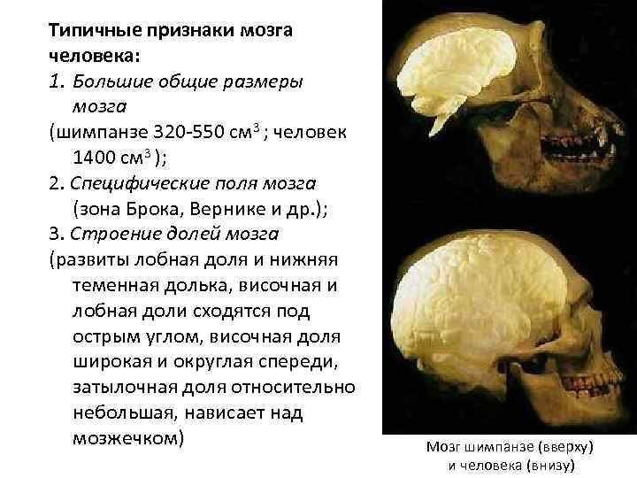 Типичные признаки мозга человека: 1. Большие общие размеры мозга (шимпанзе 320 -550 см 3