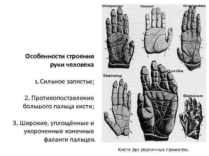 Особенности строения руки человека 1. Сильное запястье; 2. Противопоставление большого пальца кисти; 3. Широкие,