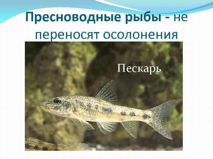 Пресноводные рыбы - не переносят осолонения Пескарь 