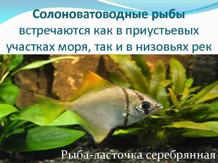 Солоноватоводные рыбы встречаются как в приустьевых участках моря, так и в низовьях рек Рыба-ласточка